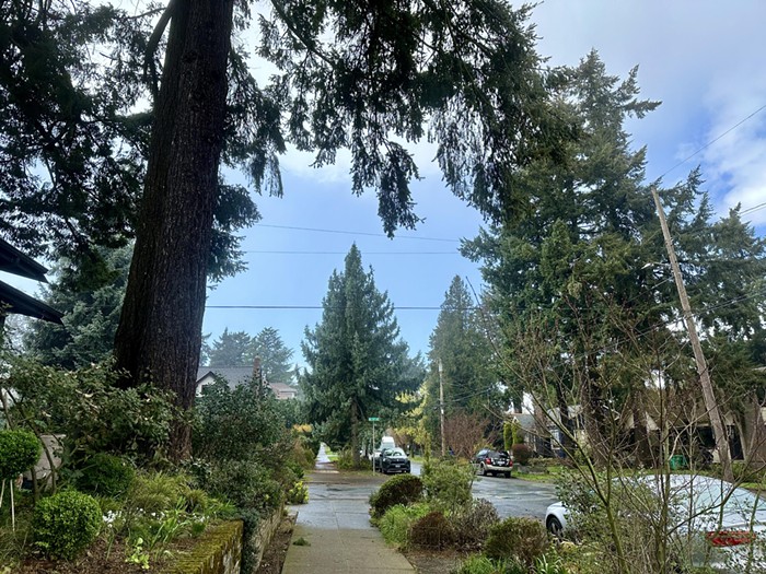 Portland is Updating its Tree Management Plan, Last Edited in 2004
